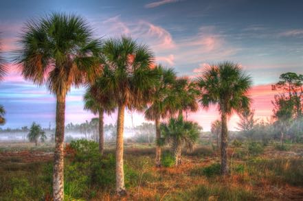 Pine Island Palms