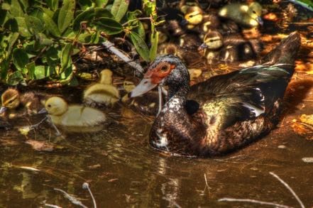 Muscovy Duck and Brood