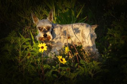 Mitzy in the Meadow