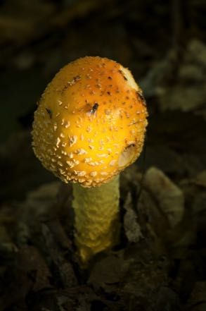 Fungi #6