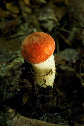 Fungi #7