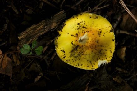 Fungi #8