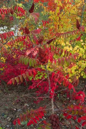 Fall Colors #2