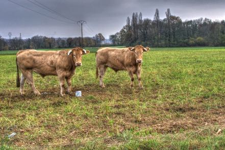 Steers in Field