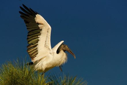 Wood Stork Preparing for Flight