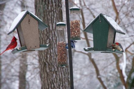 Birds at the Feeders