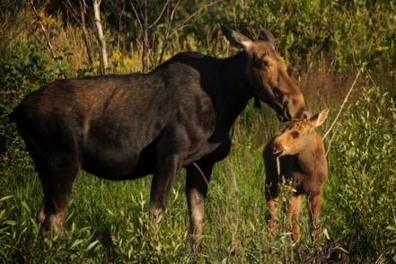 Momma and Baby Moose