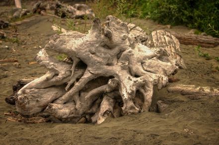 Driftwood Pile