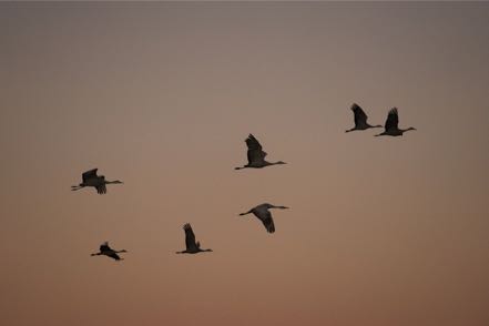 Cranes at Dusk