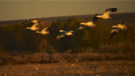 Landing Snow Geese