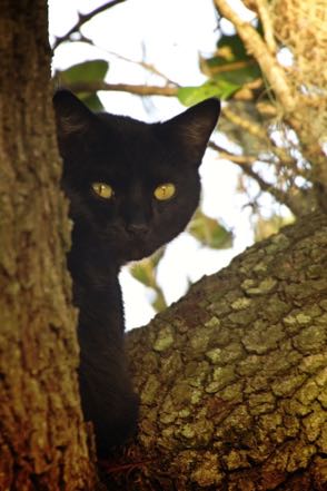 Black Cat in a Tree