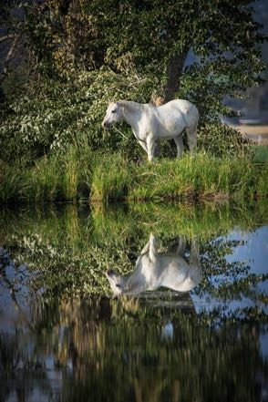 White Horse Reflection