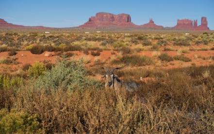 Monument Valley Goat