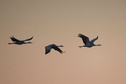 3 Flying Cranes