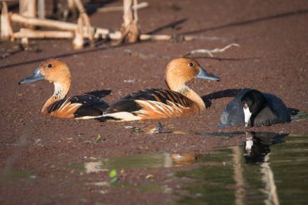 Fulvous Whistling Ducks and Friend