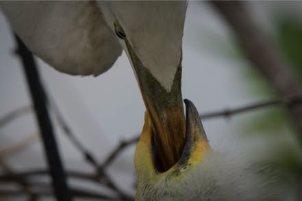 Great Egret Feeding