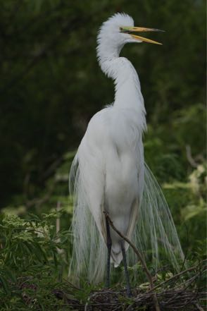 Squawking Great Egret