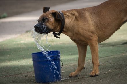 Thirsty Pup
