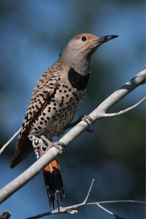 Red-Shafted Flicker