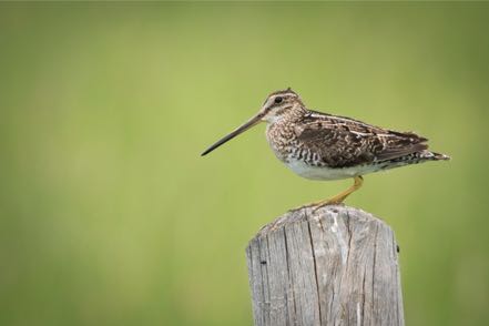Long-Billed Dowager