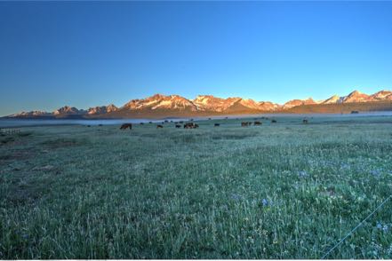 Sawtooth Range and Cattle
