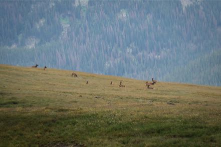 RMNP Elk Herd