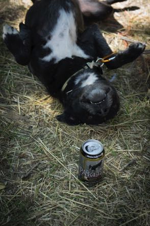 Brewfest Pup