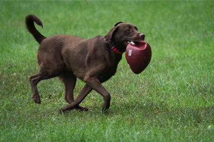 Brown Dog with Footbal