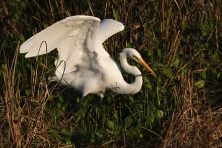 Hunting Great Egret