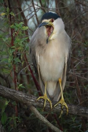 Yawning Night Heron