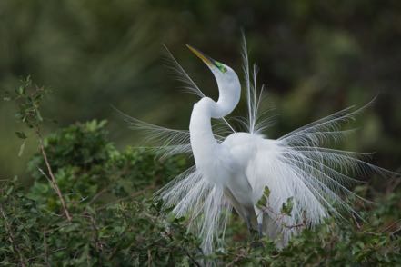 Fanning Great Egret