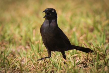 Bow-Tail Grackle 