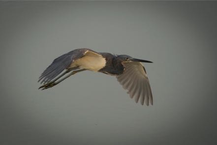 Flying Tri-Color Heron