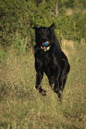 Black Dog in Field