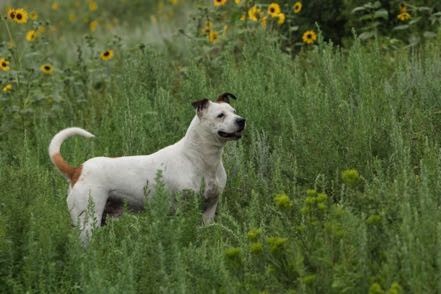 Three-Legged Pup in Field
