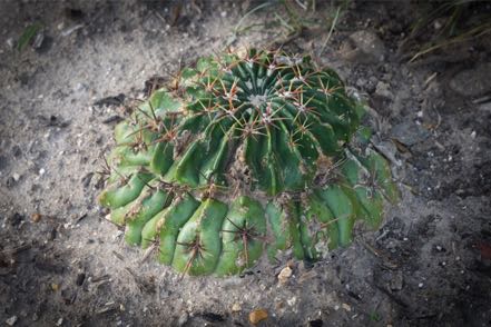 Horse Crippler Cactus