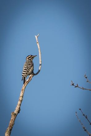 Ladder-Back Woodpecker