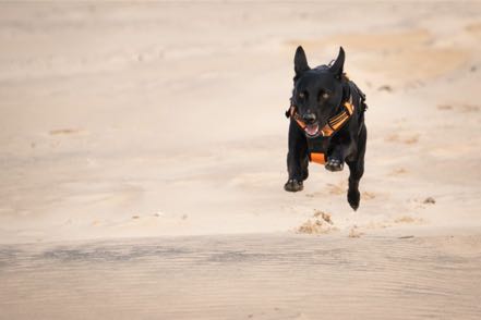 Running Jack on Sand
