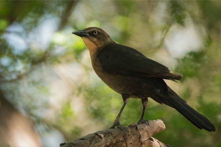 Female Great-Tailed Grackle