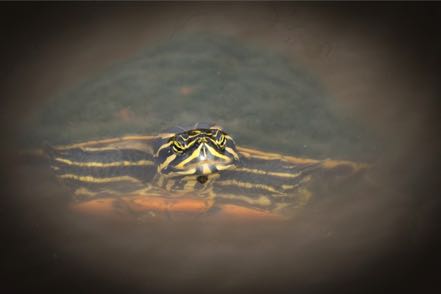 Texas River Cooter Turtle