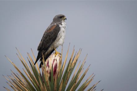 White-Tailed Hawk on Flowering Yucca