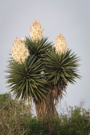 Flowering Yucca I