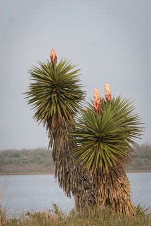 Flowering Yucca II
