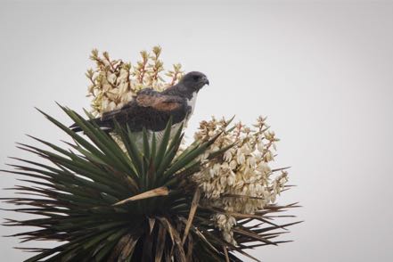 White-Tailed Hawk in Flowering Yucca
