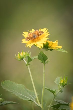 Butterfly on Texas Sunflower