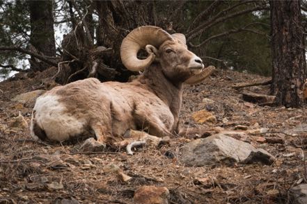 Bighorn Sheep Near Taos