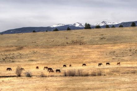 Taos Cattle