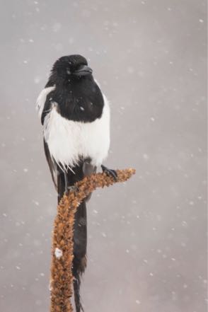 Snowy Magpie