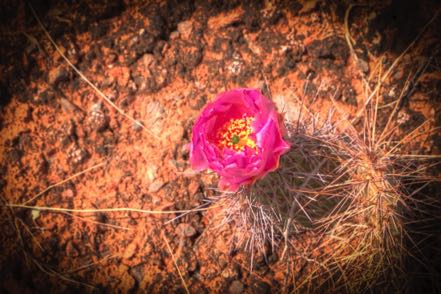Shafer Basin Desert Flower