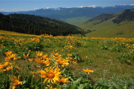 Balsamroot and Mountains